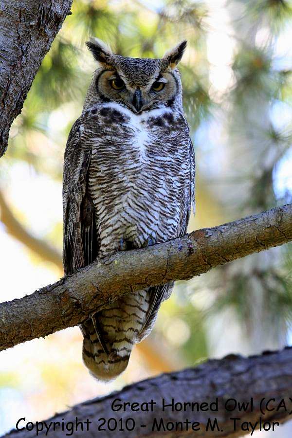 Great Horned Owl -winter- (California)