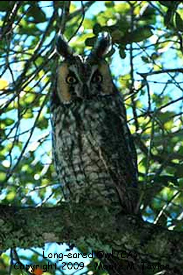 Long-eared Owl -spring- (California)