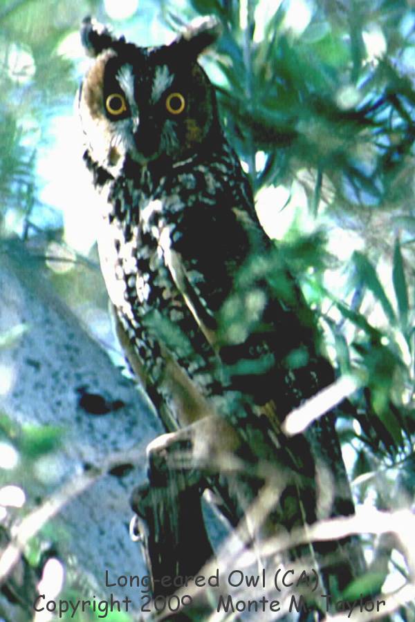 Long-eared Owl -winter- (California)