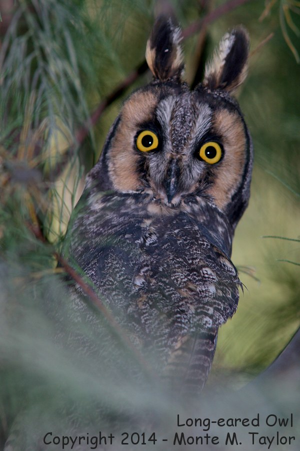 Long-eared Owl -spring- (California)