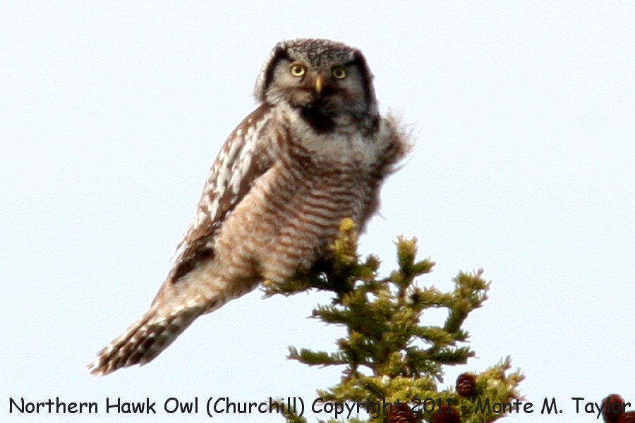 Northern Hawk Owl -summer- (Churchill, Manitoba, Canada)