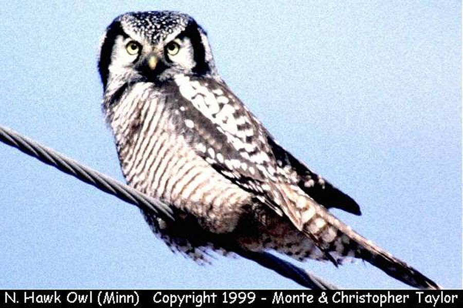 Northern Hawk Owl -winter- (Minnesota)