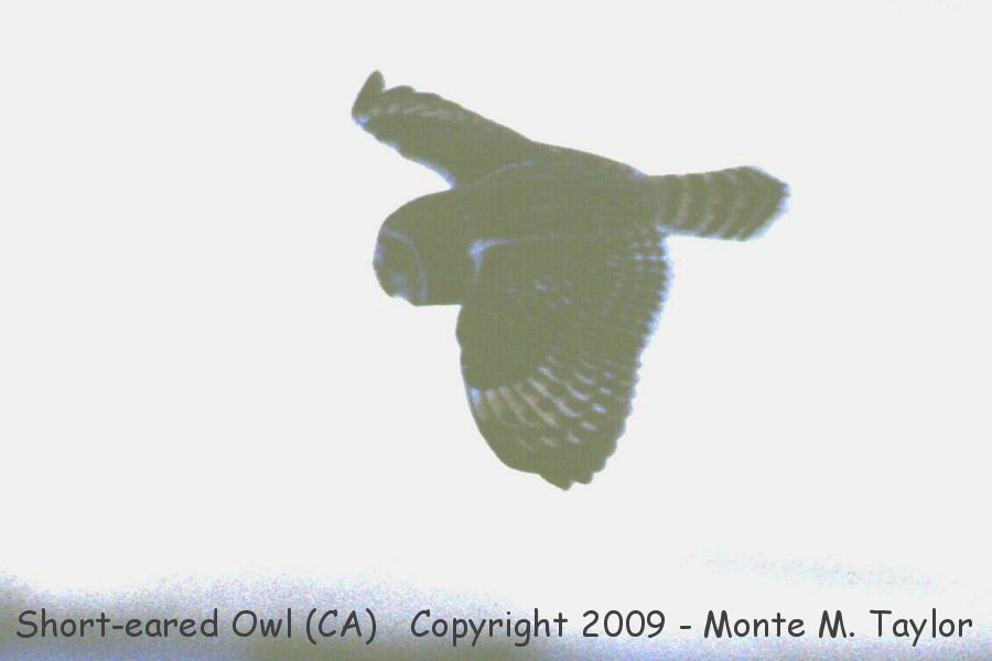 Short-eared Owl -winter- (California)