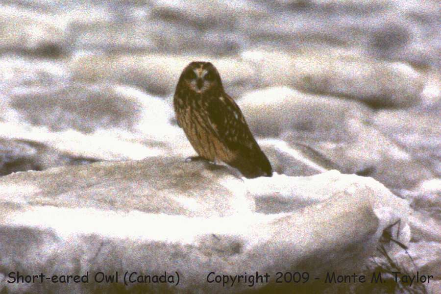 Short-eared Owl -winter- (Vancouver, British Columbia, Canada)