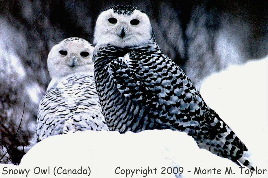 Snowy Owl -winter adult left, juvenal right- (Vancouver, British Columbia, Canada)