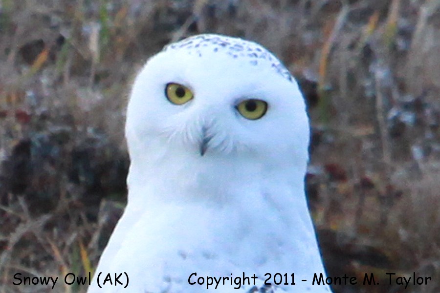 Snowy Owl -fall adult- (Gambell, St. Lawrence Island, Alaska)