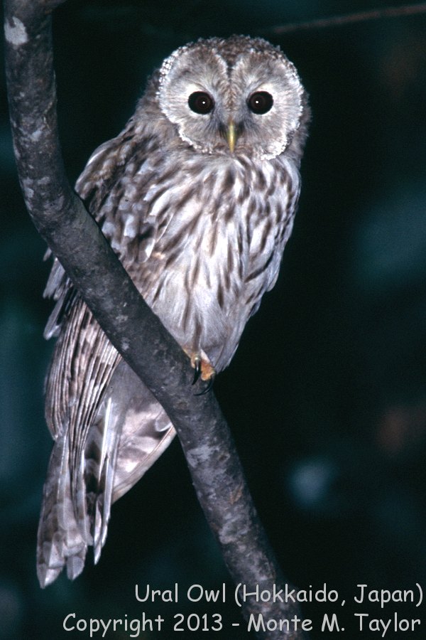 Ural Owl -summer- (Sapporo, Hokkaido, Japan)