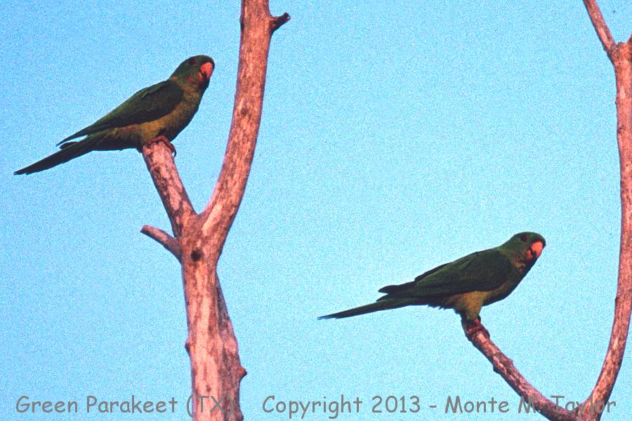 Green Parakeet -spring- (Texas)