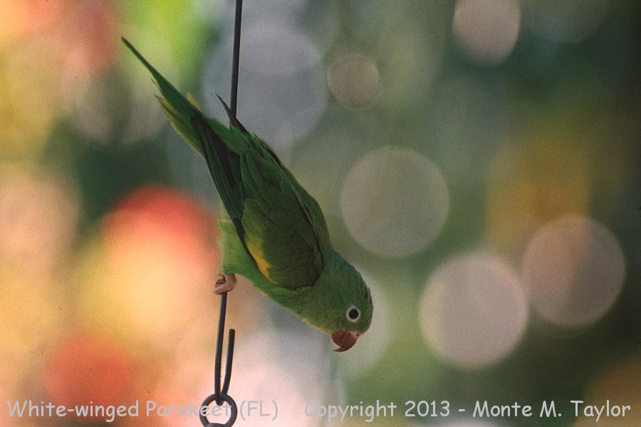 White-winged Parakeet -spring- (Florida)