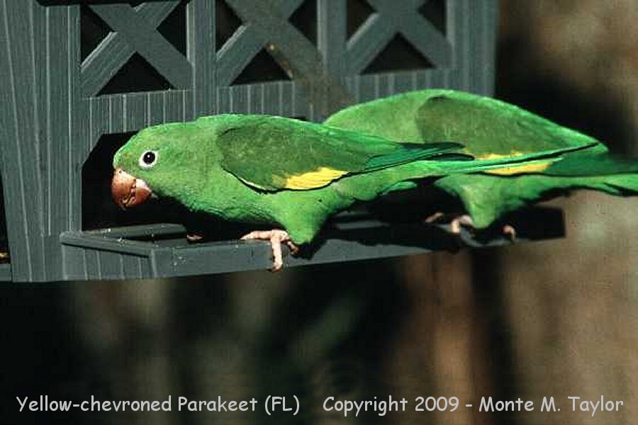 White-winged Parakeet -spring / formerly Yellow-chevroned Parakeet- (Florida)