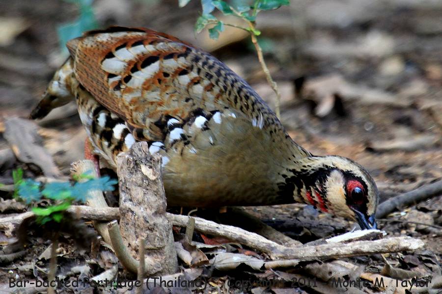 Bar-backed Partridge -winter- (Kaeng Krachan National Park, Petchaburi, Thailand)