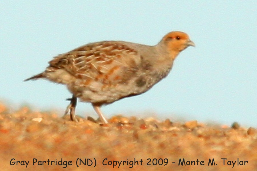 Gray Partridge -summer- (North Dakota)