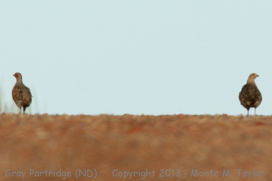 Gray Partridge -summer- (Montana)