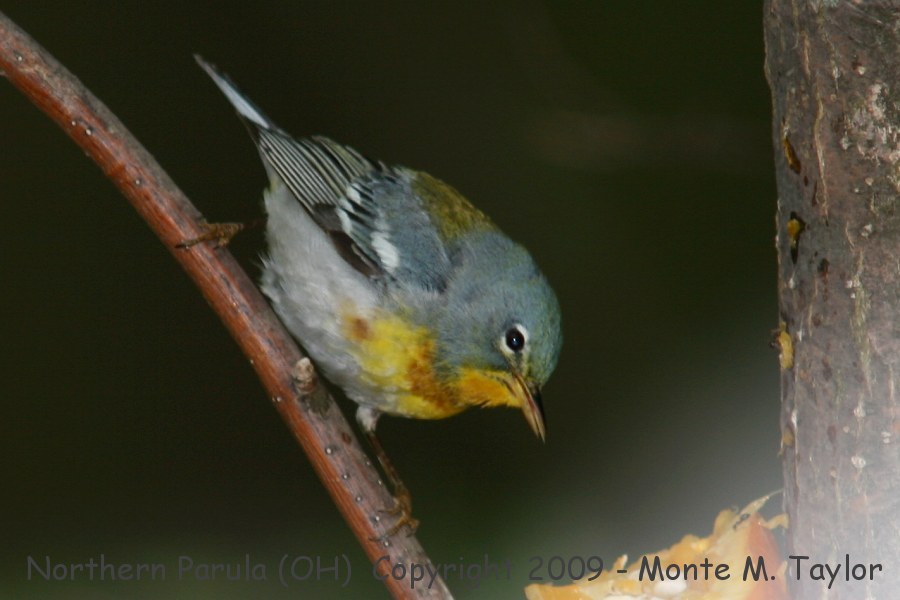 Northern Parula -spring male- (Ohio)