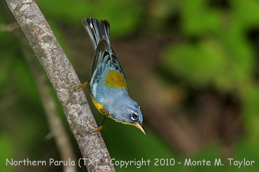 Northern Parula -spring male- (Texas)