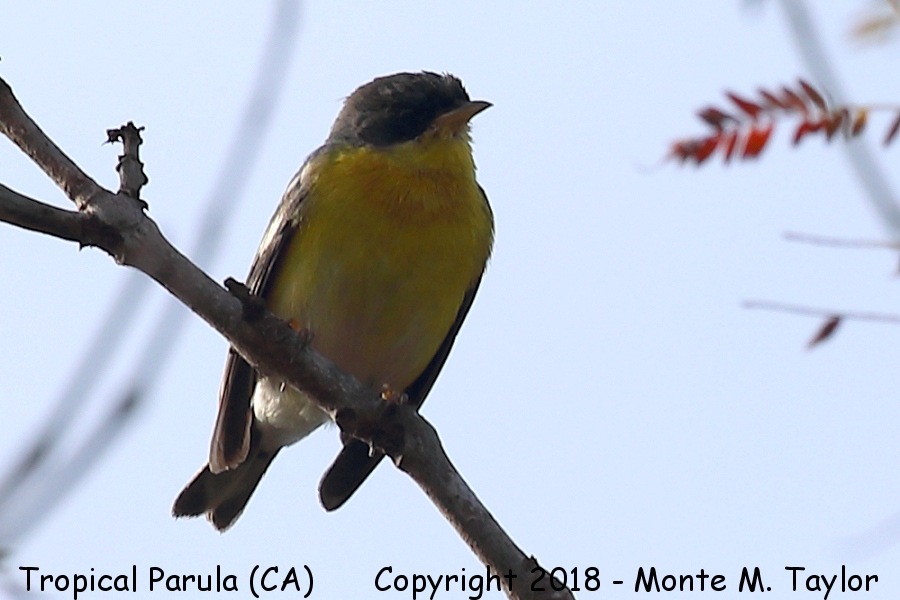 Tropical Parula -winter male- (Huntington Beach, California - 1st state record)