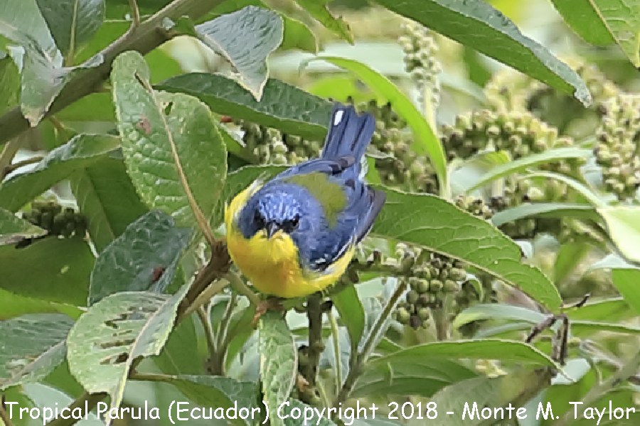 Tropical Parula -November male- (Tandayapa, Ecuador)