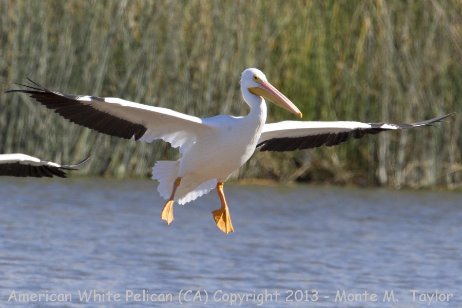 American White Pelican -fall- (California)