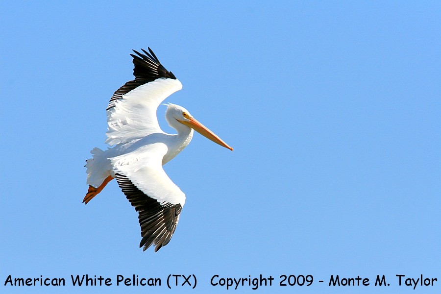 American White Pelican -winter- (Texas)