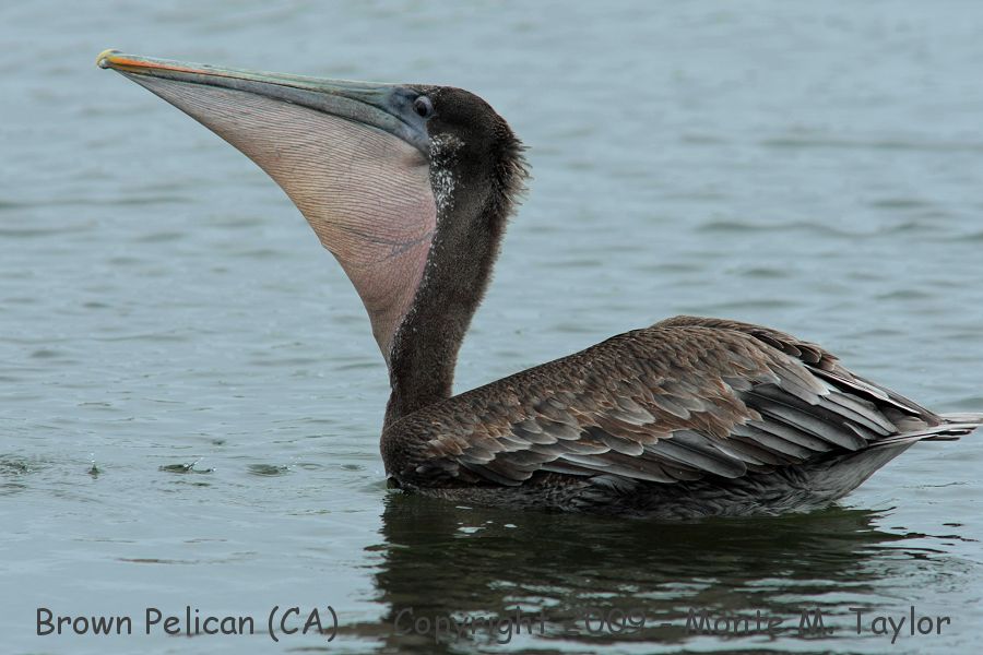 Brown Pelican -winter juvenile- (California)