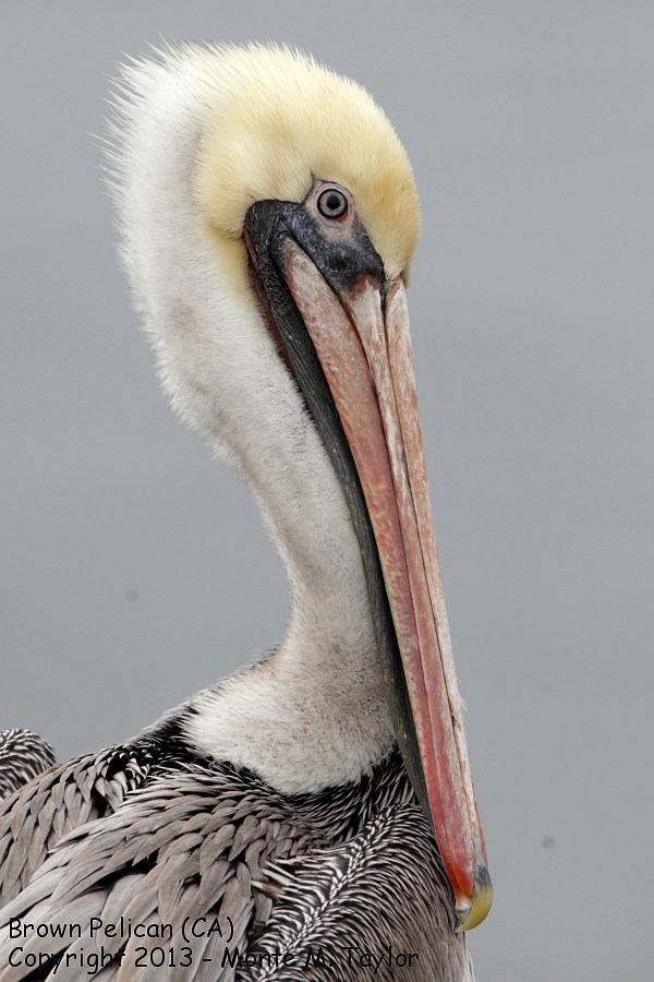 Brown Pelican -fall- (California)