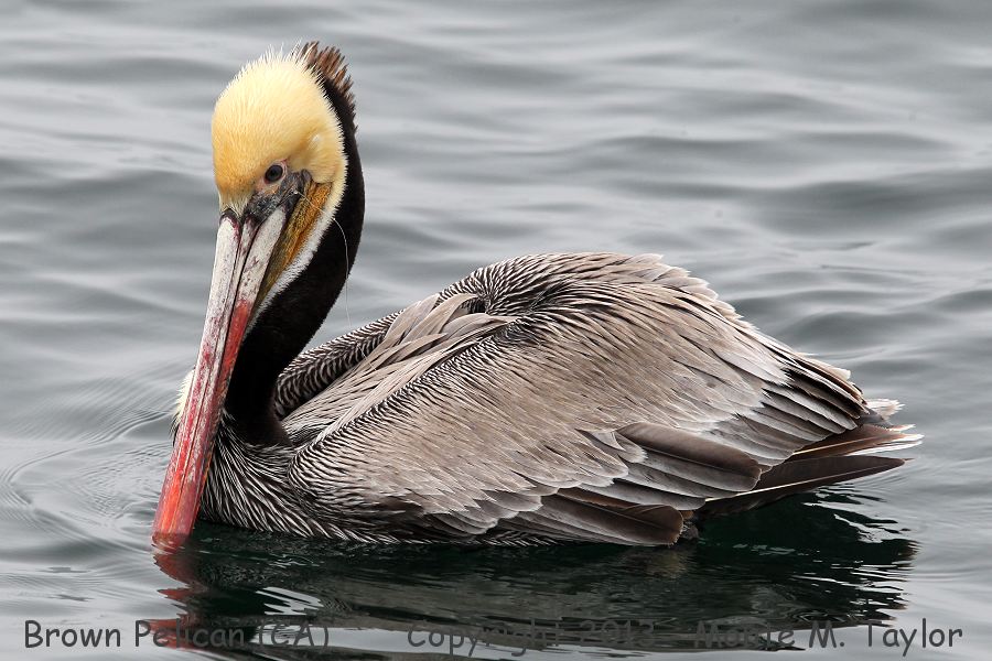 Brown Pelican -spring with fishing line / hook in his mouth- (California)