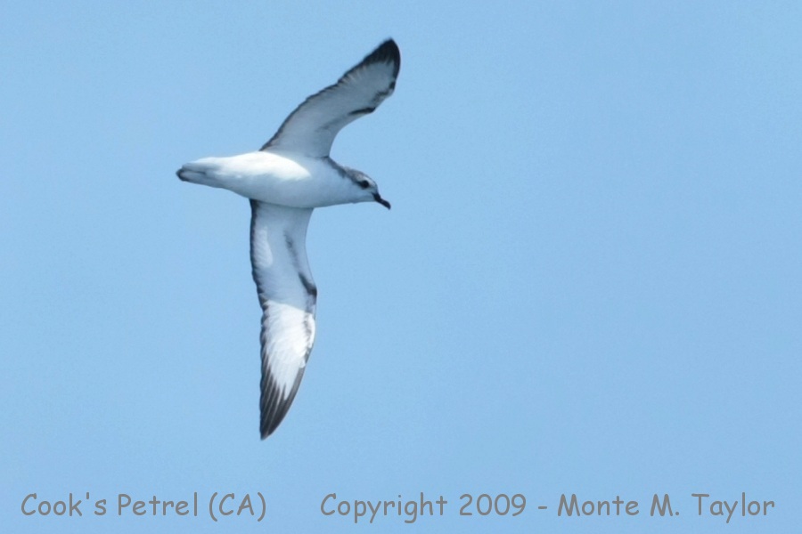 Cook's Petrel -summer- (Monterey, California)