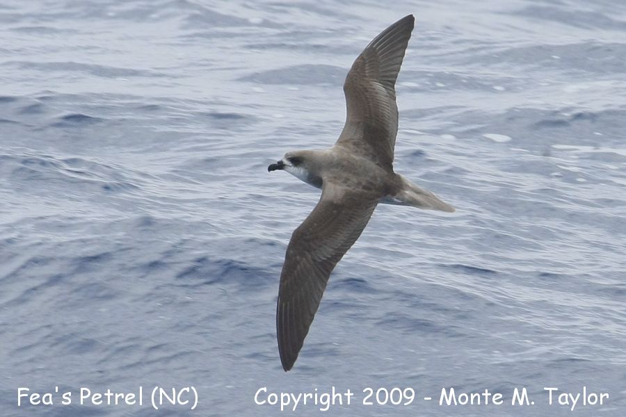 Fea's (Zios) Petrel -spring- (Hatteras Pelagic, North Carolina)