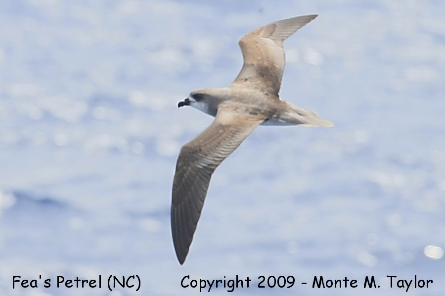 Fea's (Zios) Petrel -spring- (Hatteras Pelagic, North Carolina)