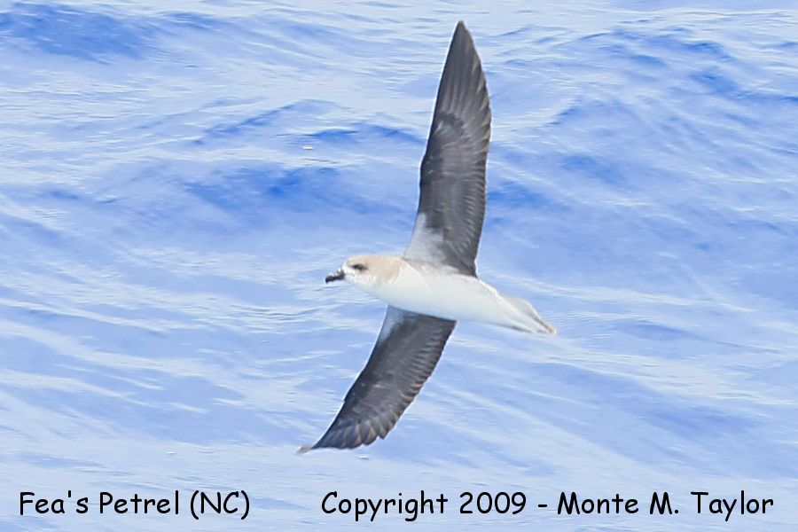 Fea's (Zios) Petrel -spring- (Hatteras Pelagic, North Carolina)