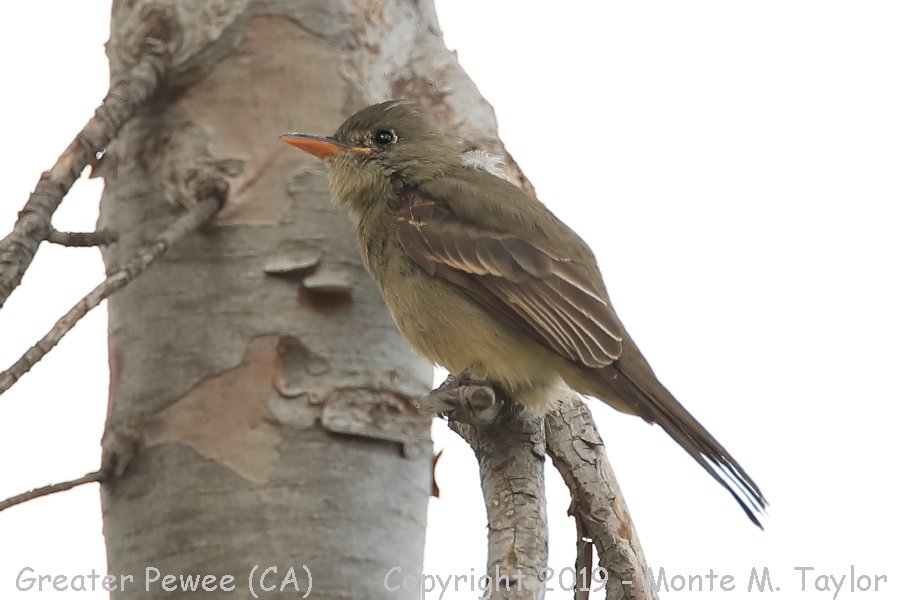 Greater Pewee -fall- (Fountain Valley, California)