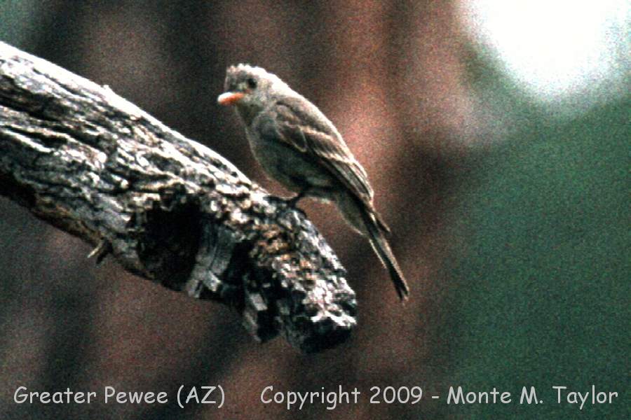 Greater Pewee -spring- (Arizona)
