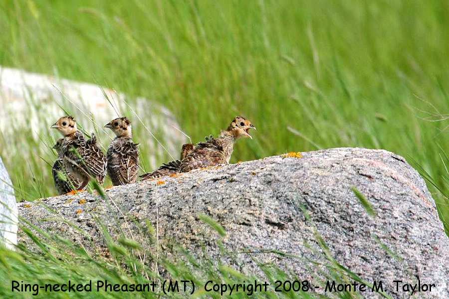 Ring-necked Pheasant -chicks- (Montana)