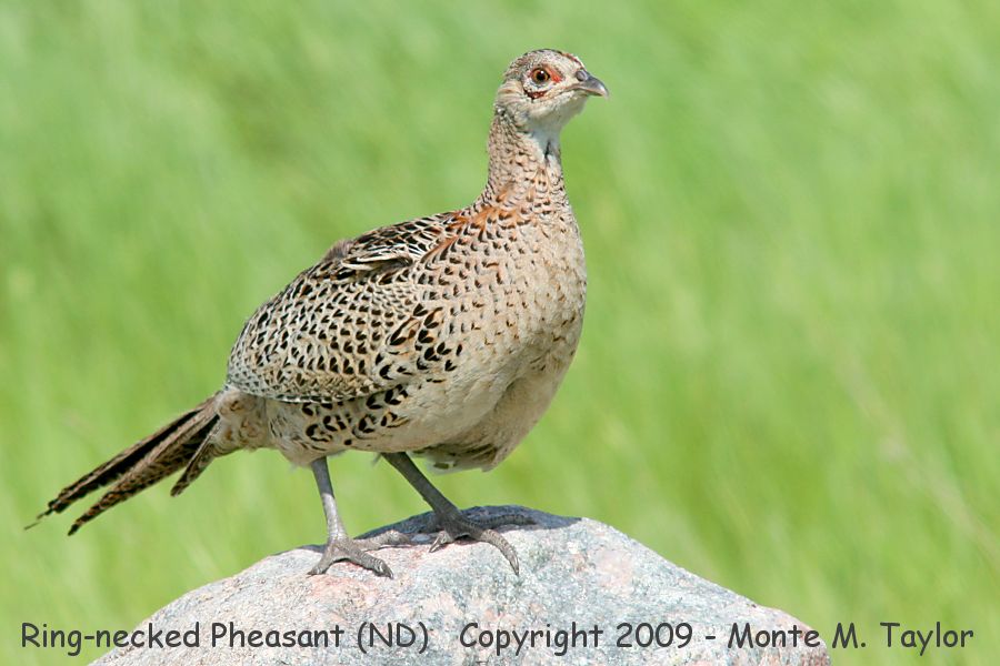 Ring-necked Pheasant -summer female- (North Dakota)