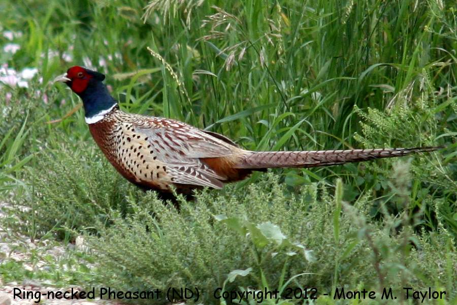 Ring-necked Pheasant -summer male- (North Dakota)