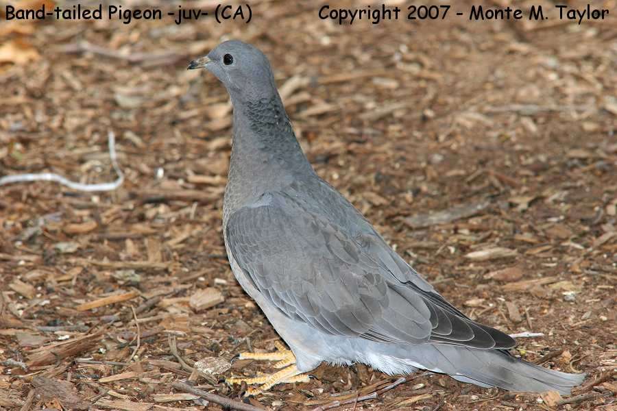 Band-tailed Pigeon -spring juvenile- (California)
