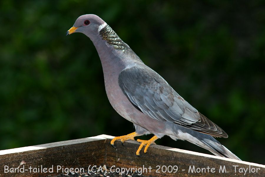 Band-tailed Pigeon -spring- (California)