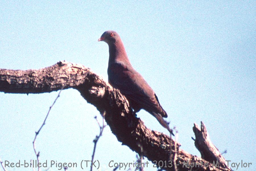 Red-billed Pigeon -spring- (Texas)