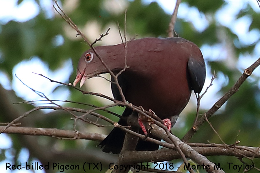 Red-billed Pigeon -winter- (Texas)