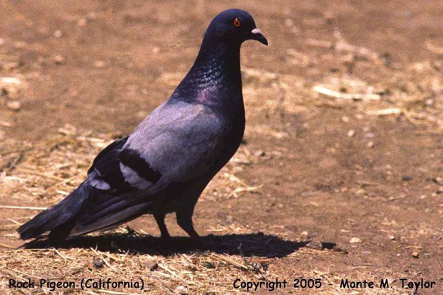 Rock Pigeon (Dove) -spring- (California)
