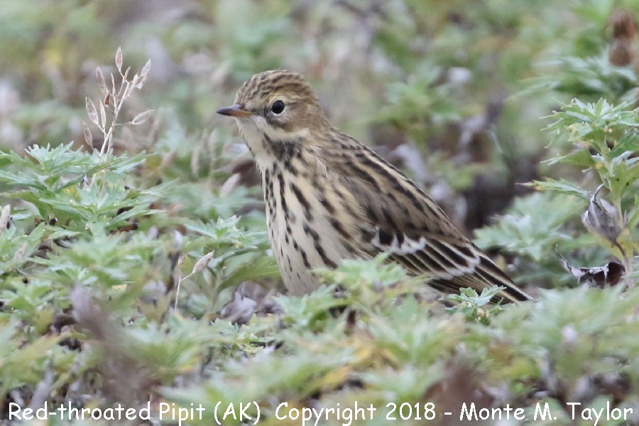 Red-throated Pipit -fall- (Gambell, St. Lawrence Island, Alaska)