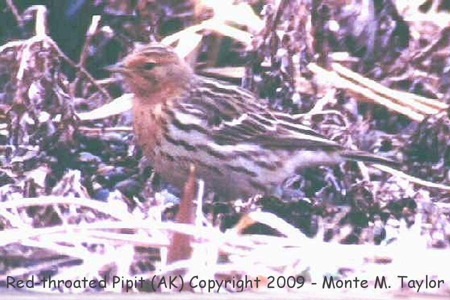 Red-throated Pipit -spring- (Gambell, St. Lawrence Island, Alaska)