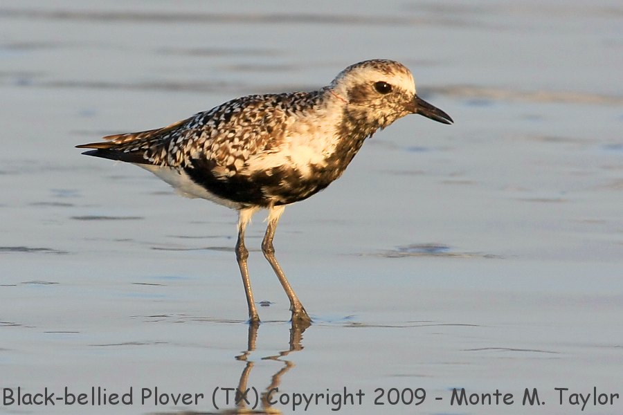 Black-bellied Plover -early spring- (Texas)