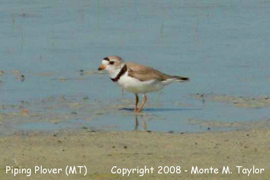 Piping Plover -summer- (Montana)