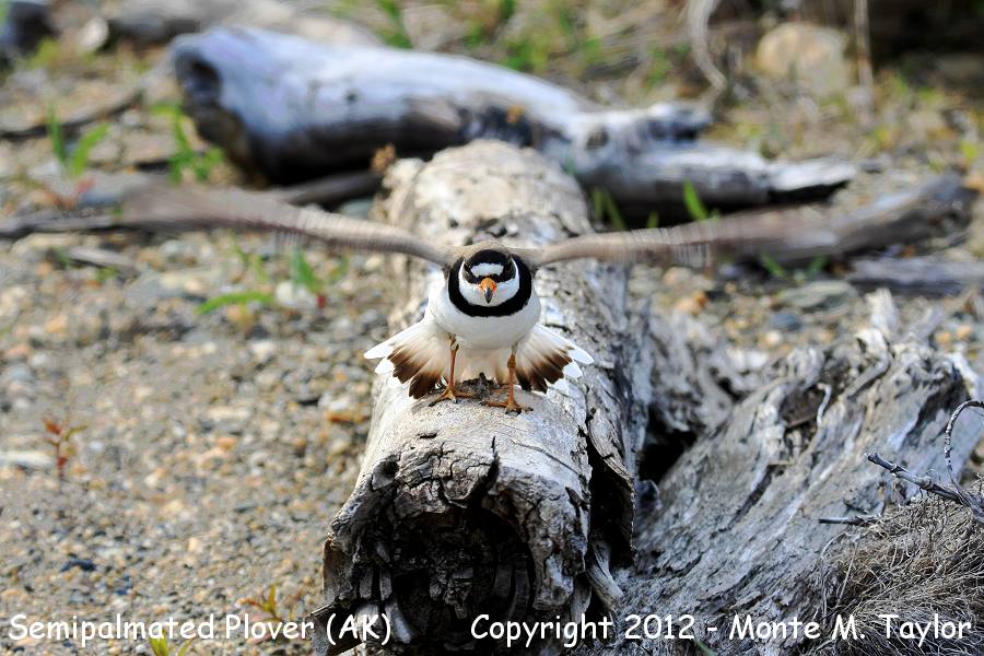 Semipalmated Plover -summer- (Nome, Alaska)