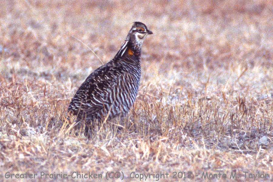 Greater Prairie-Chicken -winter female- (Colorado)