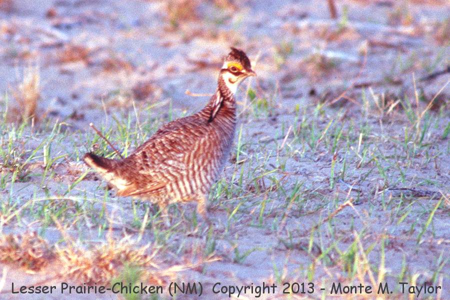 Lesser Prairie-Chicken -spring female- (New Mexico)