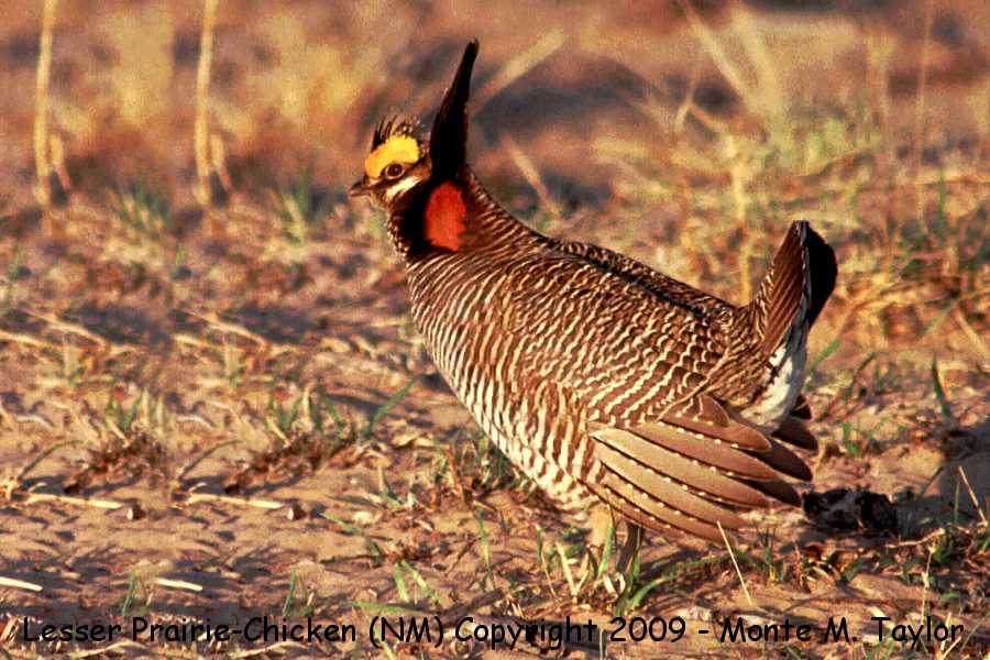 Lesser Prairie-Chicken -spring male- (New Mexico)