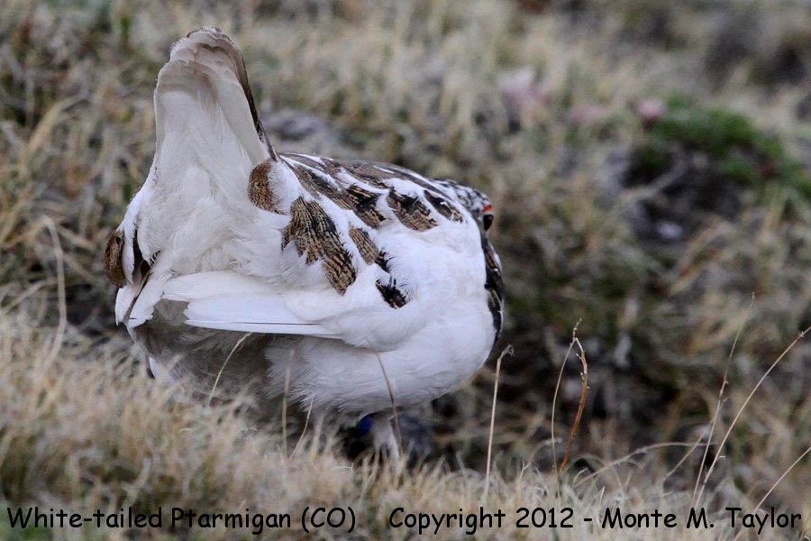 White-tailed Ptarmigan -spring male- (Rocky Mountain National Park, Colorado)
