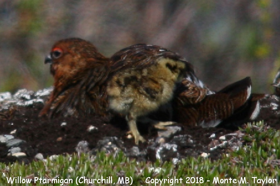 Willow Ptarmigan - summer male / female with chick- (Churchill, Manitoba, Canada)
